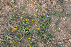 Crotalaria medicaginea var. medicaginea